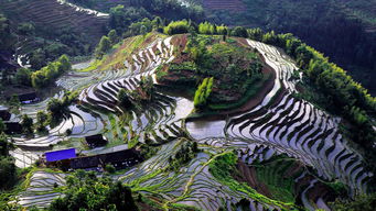 紫鵲界盛裝啟航，9月8日正式向游客開放，園區管理服務全面升級